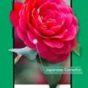 PictureThis - Plant Identifier