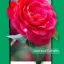 PictureThis - Plant Identifier